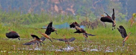 Manipur: Flora & Fauna - Indpaedia