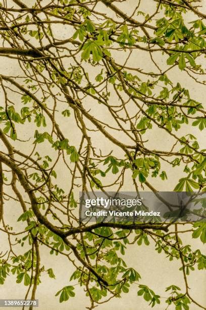 4,743 Chestnut Tree Leaves Stock Photos, High-Res Pictures, and Images - Getty Images