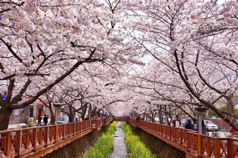 ¿Cuál es la Mejor época para Viajar a Corea del Sur? ️ CLIMA