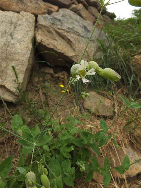 Silene vulgaris vulgaris by Siddarth Jude Machado on 2 June 2015