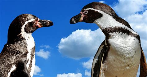 Hebben pinguïns ook knieën? | Willem Wever