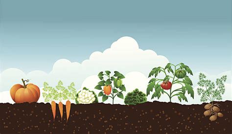 Vegetable Garden Clip Art, Vector Images & Illustrations - iStock