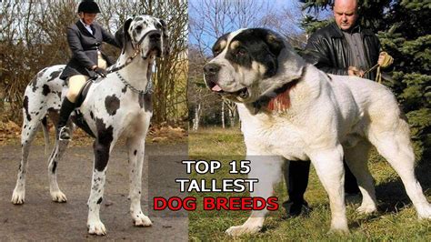 Tallest Dogs In The World Top 10