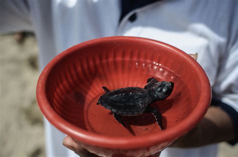 People Are Getting Salmonella From Tiny Pet Turtles Bought Online: CDC ...