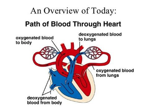 How Does Deoxygenated Blood Flow Through The Heart - Photos Idea