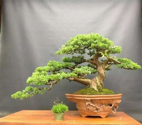 Coniferous Bonsai Trees | Bonsai Tree Gardener