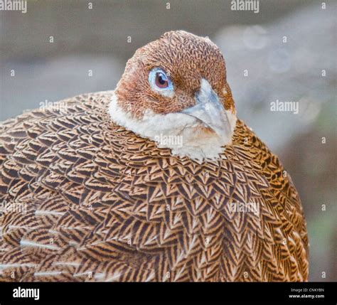 Himalayan Monal female ( lophophorus impejanus Stock Photo - Alamy