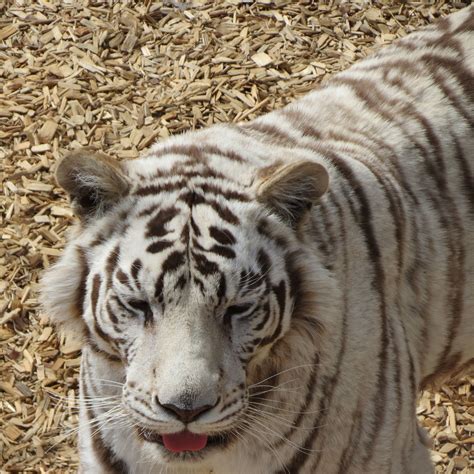 white tiger from the Wild Animal Sanctuary near Keenesburg, CO | Wild ...