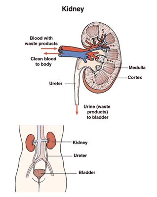 Radical Nephrectomy India Surgery,Cost Radical Nephrectomy Surgery IND