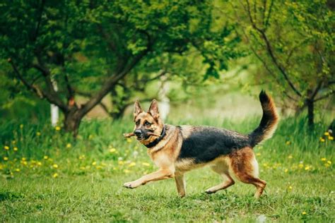 Exploring German Shepherd Tail Types and Navigating Potential Hiccups