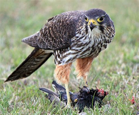 New Zealand Falcon : Birding NZ