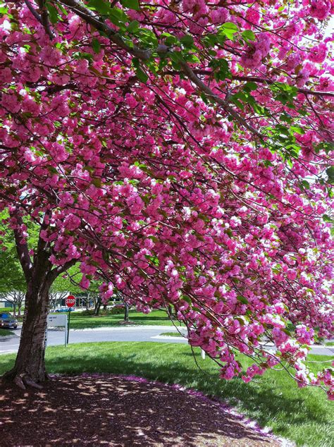 Kwanzan Cherry Blossom Tree - Beautiful, large, bright pink globes of – Online Orchards