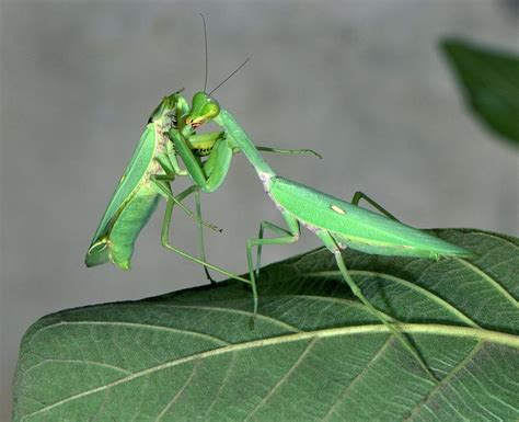 Female Giant Asian Mantis Eating Its Mate Photograph by K Jayaram/science Photo Library - Fine ...
