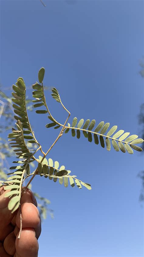 Prosopis cineraria (Ghaf in Arabic) - An unsung hero of the desert ...