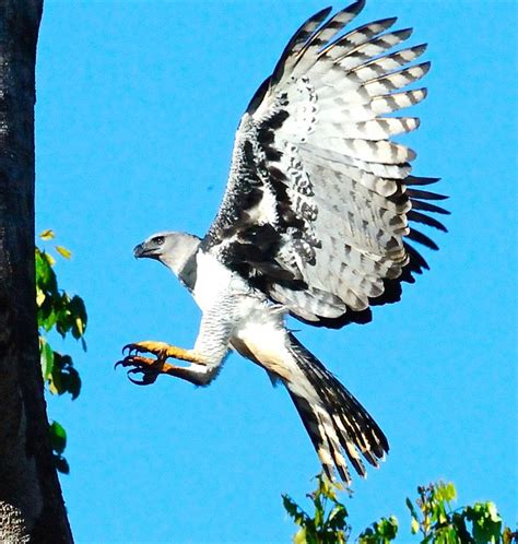 Harpy Eagle (Harpia harpyja) in Flight | I had to fortune of… | Flickr - Photo Sharing!