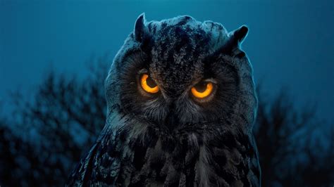 1600x900 Owl Glowing Eyes Wallpaper,1600x900 Resolution HD 4k ...