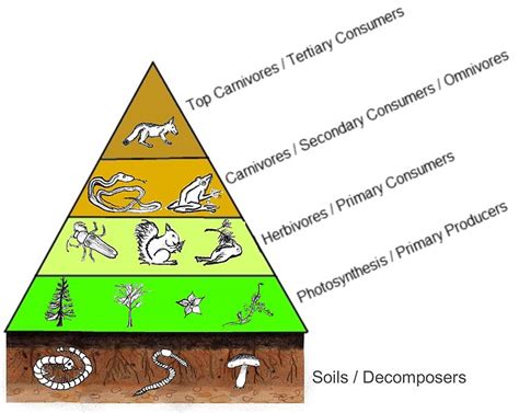 Ecosystem and Eutrophication Lab | Biology II Laboratory Manual