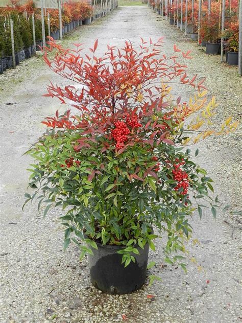 Nandina domestication | Plants, Bamboo plants, Bamboo leaves