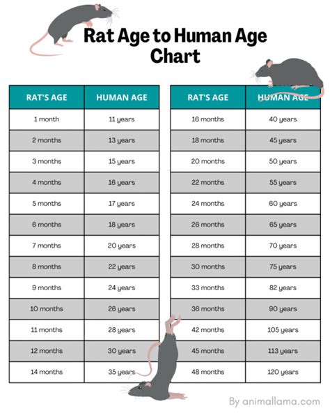 Rat Age to Human Years Calculator & Chart