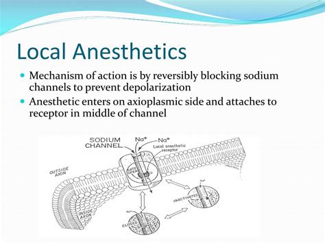 PPT - LOCAL ANESTHETICS PowerPoint Presentation, free download - ID:795259