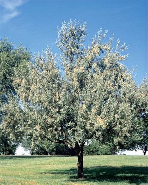 50 Russian Olive Tree Seeds Elaeagnus angustifolia