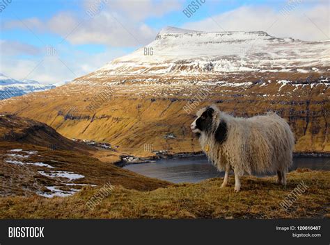 Wildlife Faroe Islands Image & Photo (Free Trial) | Bigstock