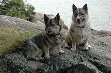 The Swedish Vallhund - The Academic Hound