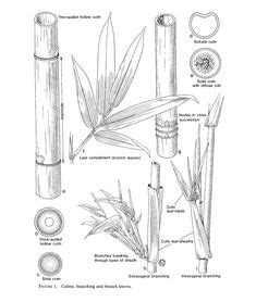 Bamboo Stem Anatomy | Bamboo species, Bamboo plants, Bamboo plants for sale