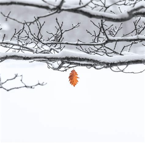 Free stock photo of cold, January, snow