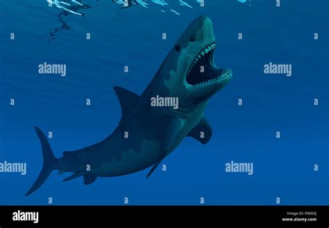 Prehistoric Shark Megalodon Found