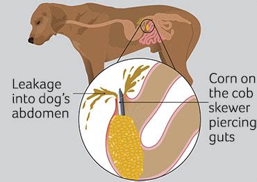 What Are Signs Of Intestinal Blockage In Dogs