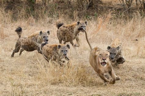 Lions vs. Hyenas: When Hyenas Won't Back Down from a Lion Pride