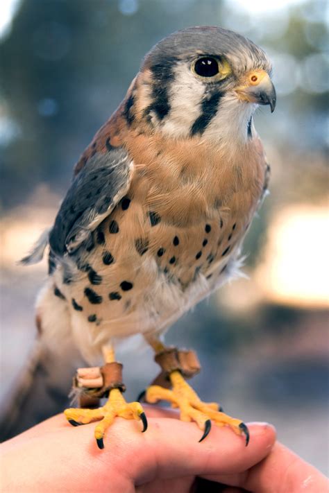 New kestrel falcon gets warm Academy welcome > U.S. Air Force Academy ...