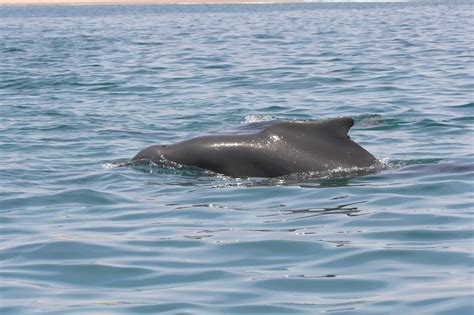 Atlantic humpback dolphin - Whale & Dolphin Conservation USA