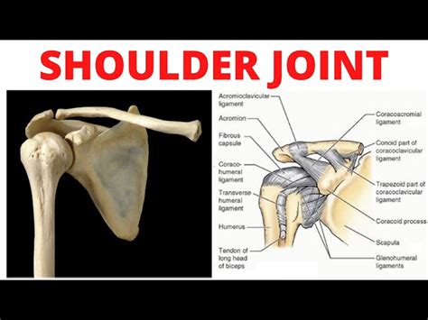 Shoulder Joint Anatomy