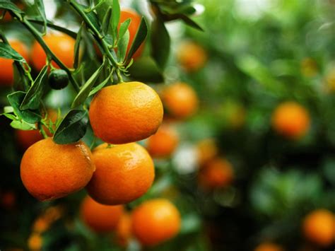 Growing Tangerines: Tips About Caring For Tangerine Trees