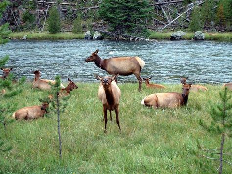 Yellowstone Elk Herd | Posing Elk in Yellowstone National Park, 08/17 ...