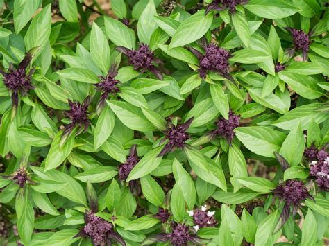 Want Premium Taste With Thai Basil? Grow From Seed for an Abundant ...