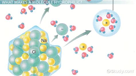 How Do Hydrophobic And Hydrophilic Molecules Interact?