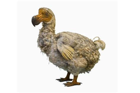 Dodo Bird Symbolism & Meaning (+Totem, Spirit & Omens) - World Birds