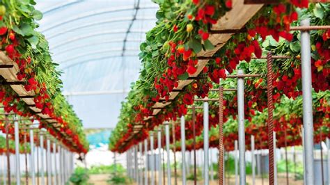 Awesome Hydroponic Strawberries Farming - Modern Agriculture Technology ...