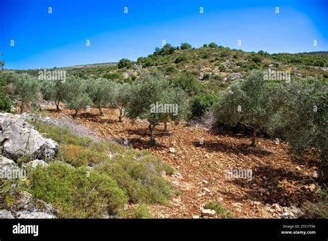 Olive trees in the Galilee mountains in northern Israel Stock Photo - Alamy