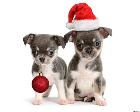 Cute Puppies Christmas Wallpapers - Wallpaper Cave