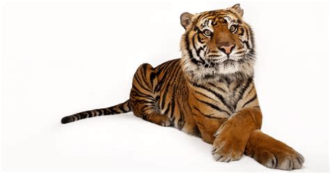 National Geographic Photos Celebrate Endangered Species Day