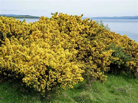 Gorse Plant Stock Photos, Images and Backgrounds for Free Download