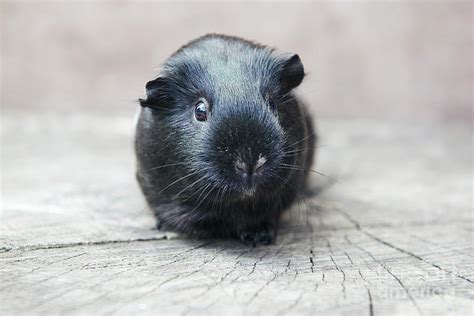 Black Guinea Pig Looking At Camera by Tara Moore