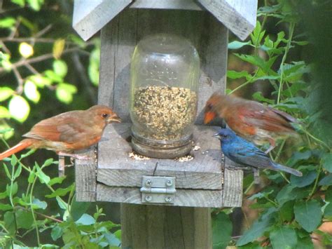 Unique wooden bird feeder