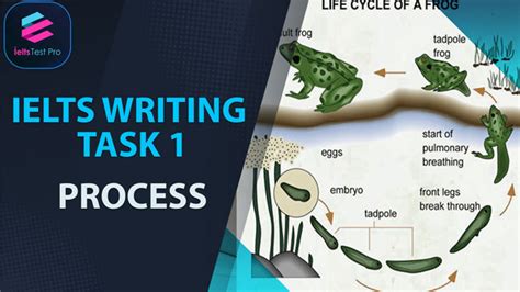 Ielts Writing Task 1 Process Chart