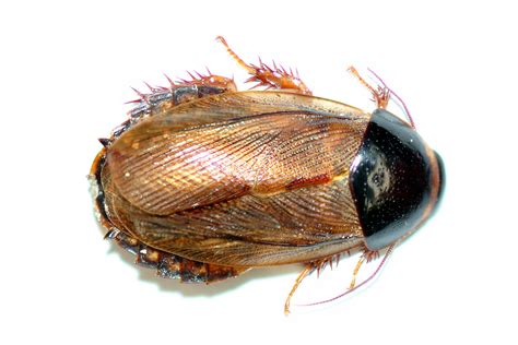 Qatar e-Nature – Oriental Cockroach