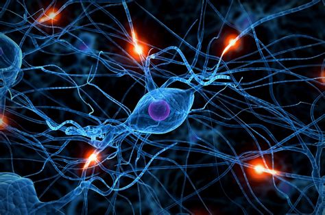 how neural pathways work